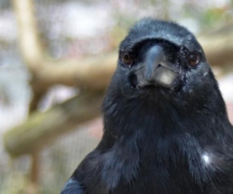 Clint, the only Mariana crow living outside of Rota in the Mariana Islands, at the Smithsonian Conservation Biology Institute in 2013.