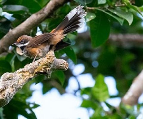 A rufous fantail (chichirika in CHamorro) darts through the limestone forest understory during a birding field trip at the 3rd Marianas Terrestrial Conservation Conference & Workshop. (MICHAEL LANZONE)