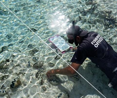 A fisheries officer counts giant clams (paua) during two-and-a-half-week expedition to Manuae and Aitutaki. MMR/21041908