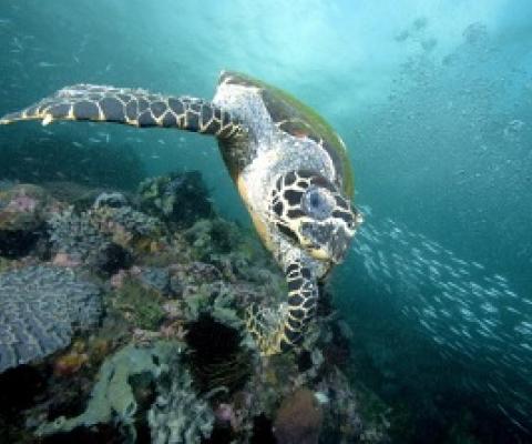 Mary Kay has partnered with The Nature Conservancy to empower women in ecotourism in the Solomon Islands, providing needed local economic opportunities and conservation support for the endangered hawksbill turtles. © Jeff Yonover