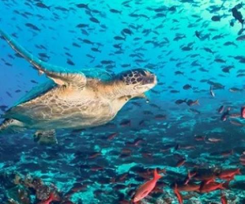 A turtle in the rich waters off Ecuador, one of the world’s key migratory route for the reptiles, as well as whales, sharks and rays. Populations of these species have plummeted this century. Photograph: Luiz Puntel/Alamy