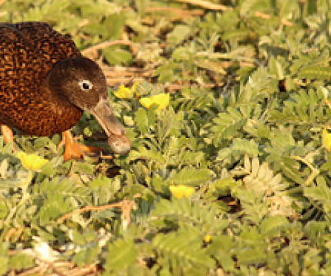 A Laysan Duck grabs a grub (Midway Emerald Beetle larvae) on Eastern Island. Photo credit: Megan Dalton.