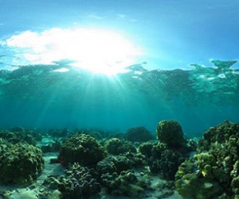 Reefscape of the Mo'orea backreef. Credit: Shayle Matsuda / UH SOEST.