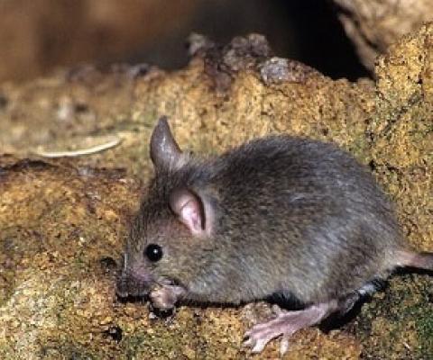 Eastern House Mouse (Mus musculus). Credit - Vladimír Motyčka