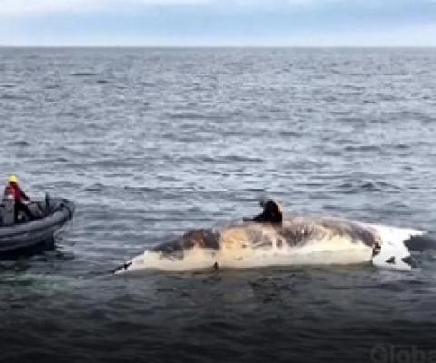 North Atlantic right whale classified one class away from extinction. Source - https://globalnews.ca/