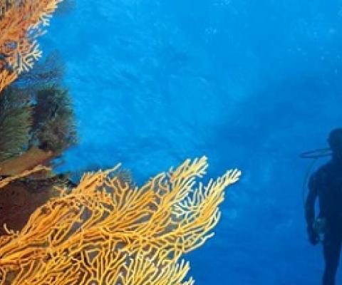 Scientists on the Global Reef Expedition surveyed and mapped New Caledonia's most remote coral reefs--some for the first time. Credit: Ken Marks