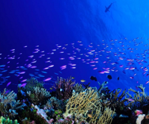 Fish patrol a reef off Chesterfield Island, one of New Caledonia’s new, fully protected areas and home to a variety of marine life. Image Credit - Bastien PREUSS Bastien PREUSS