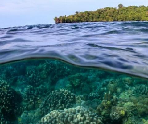 credit - www.mongabay.com