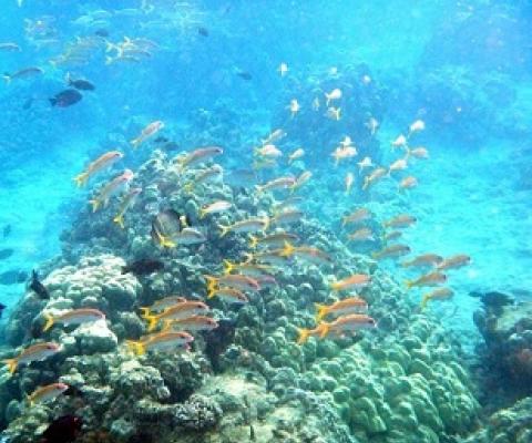 Understanding Area-based Management in U.S. Waters. Credit - NOAA