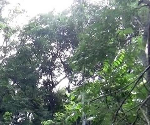 Forest in Fiji. Credit - Kelly Vacala, https://www.fbcnews.com.f