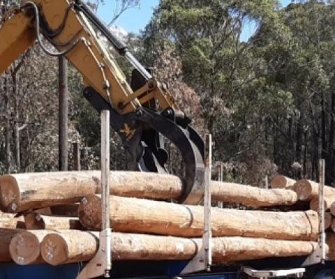 VicForests celebrated a key milestone in its fire recovery operations as the first load of sawlog was removed from the Princes Highway.