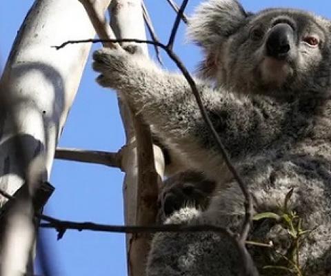 NSW environment minister says protections will be boosted for 92 species, including 15 of the most important strongholds for the koala. Photograph: Loren Elliott/Reuters