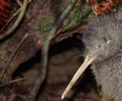 New Zealand Kiwi. Credit - AFP