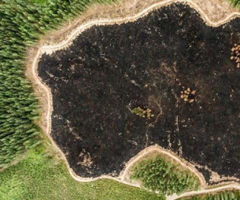 The new draft of the UN's biodiversity framework aims to have at least 20 per cent of degraded freshwater, marine and terrestrial ecosystems under restoration by 2030. Image: Jani Sipilä/Greenpeace.