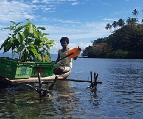 nature based recovery. credit - Fiji Ministry of Forestry