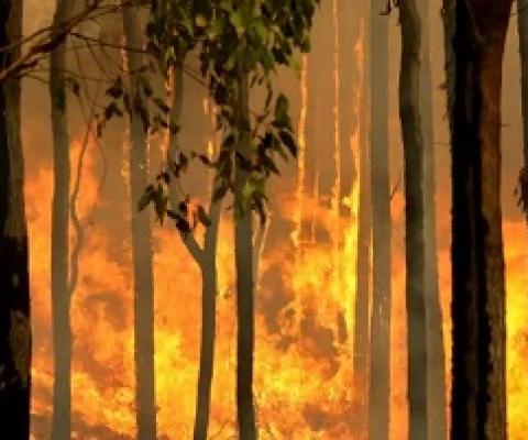 A group of Australian scientists say there is ‘compelling evidence’ that logging native forests exacerbates fire and likely contributed to the country’s catastrophic summer bushfires. Photograph: Torsten Blackwood/AFP/Getty Images