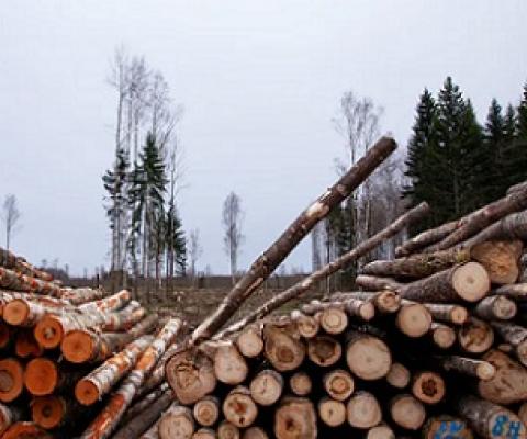 The global economy depends on the goods and services nature provides. Credit - Shutterstock