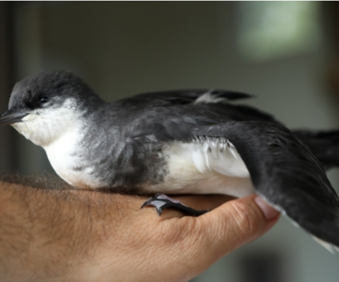 Seabird Upolu