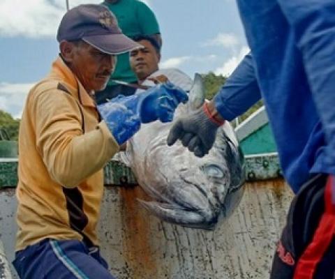 Workers in Palau unload a catch of yellowfin and bigeye tuna from the country's only longline fishing vessel. Photo: Richard Brooks.