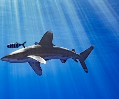 An oceanic whitetip shark swims in Hawaiian waters. Credit - Kaikea Nakachi