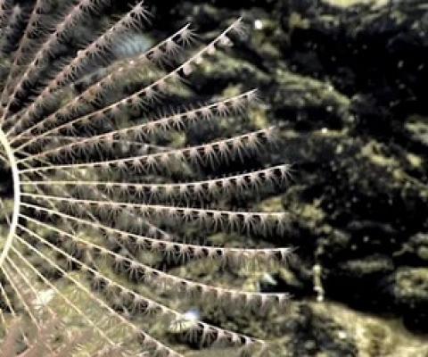 Photograph: NOAA Office of Ocean Exploration and Research/AP