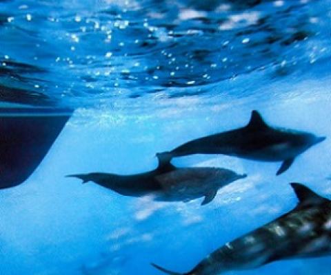 In this Oct. 15, 2014 file photo, dolphins swim along the side of a boat off the coast of San Pedro, Calif. (AP Photo/Richard Vogel)