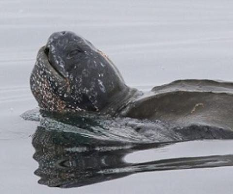 Pacific leatherback sea turtle inches closer to endangered status. Source - thelog.com