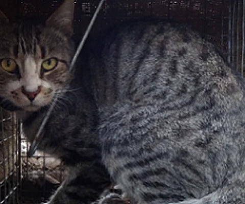 caged feral cat in Australia