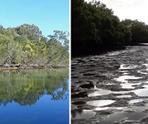 Tonnes of sediment is choking Coombabah Creek, which locals say has settled in the waterway since Serenity Cove development work. Composite: walkingthegoldcoast/Steve Jeffrey