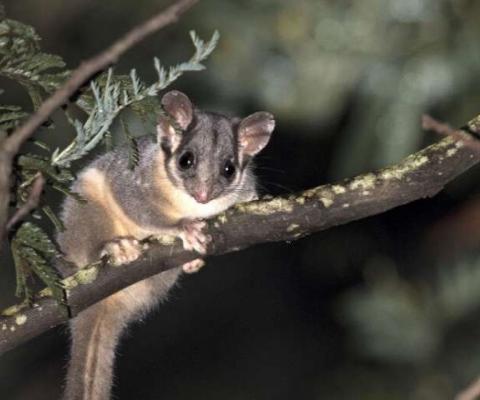  Home  Biology  Plants & Animals Home  Biology  Ecology SEPTEMBER 23, 2019  Victoria's threatened species lose out to logging by The Australian National University  Leadbeater's possum. Credit: The Australian National University