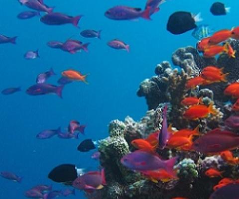  Several marine species are on a verge of extinction mostly due to overfishing | Image: GVI UK