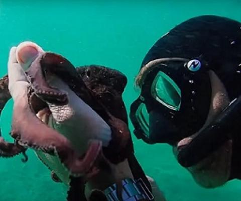 The diver, Craig Foster, has a special relationship with the female octopus. Credit - IMDb