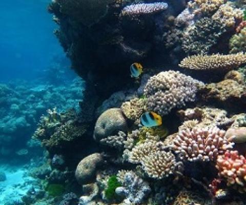 Great barrier reef / Wise Hok Wai Lum / Wikipedia / CC BY-SA 4.0