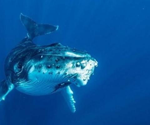 Humpback whale. credit - Sven Lindblad