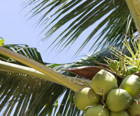 coconut tree. Photo credit - 123rf