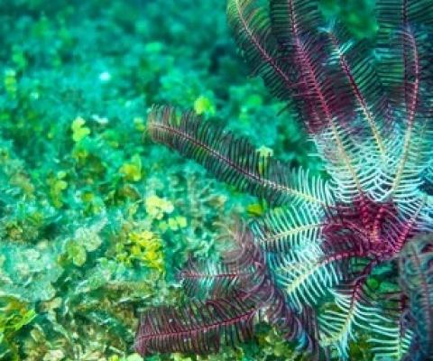 A new study reveals details of meadows that cover thousands of square kilometres of the ocean floor in between reefs in the northern section of the Great Barrier Reef. Photograph: Queensland University of Technology