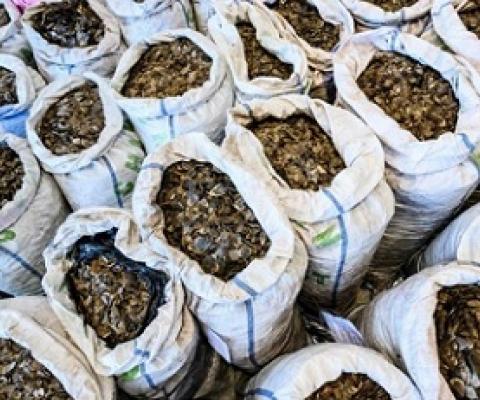 Pangolins are among the most trafficked animals in the world, targeted for their scales. Credit: Anthony Wallace/AFP/Getty