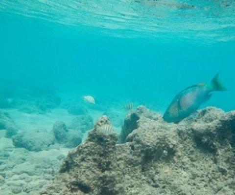 A large parrotfish scrapes algae from a Hawaiian reef. Credit - Noam Altman-Kurosaki
