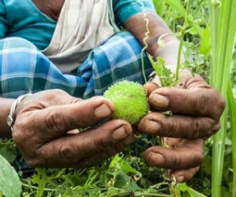 An Adivasi woman collecting uncultivated fruit in a forest in Jharkhand, India. Christina Felschen/Alamy Stock Photo