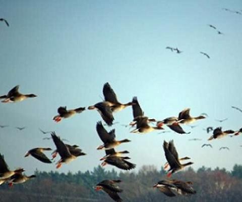 Monitoring shows protected areas safeguard bird populations. Credit: CC0 Public Domain