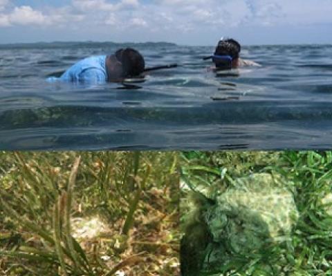 Ngermedellim Marine Sanctuary. Credit - picrc.org