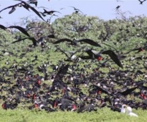 seabirds, Phoenix Islands Protected Area, Kiribati. Credit - Ray Pierce