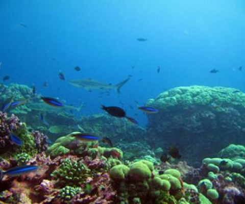 The Phoenix Islands Protected Area. Credit - MELAD