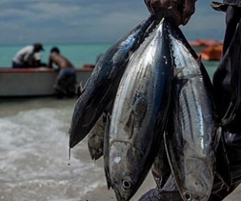 A fisherman holds a batch of tuna in Kiribati, where fishing is one of the most common occupations, on Sept. 25, 2015. JONAS GRATZER/LIGHTROCKET VIA GETTY IMAGES
