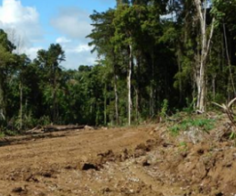 A logging road in East Sepik Province, PNG. Photo: Global Witness Media Hub