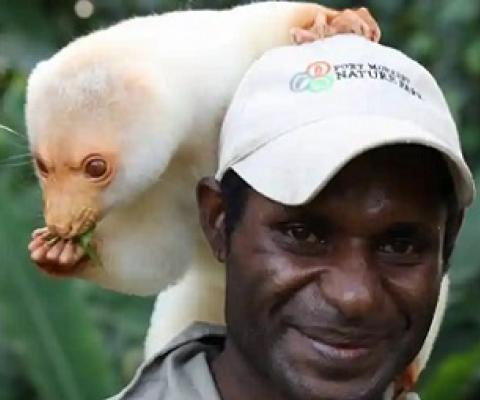 A cuscus and handler at Port Moresby Nature Park in Papua New Guinea Photograph: Port Moresby Nature Park