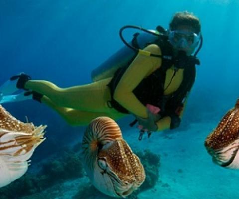 Around 20% of Palau’s workforce is employed in the tourism sector. (Image: J.W.Alker / Alamy)