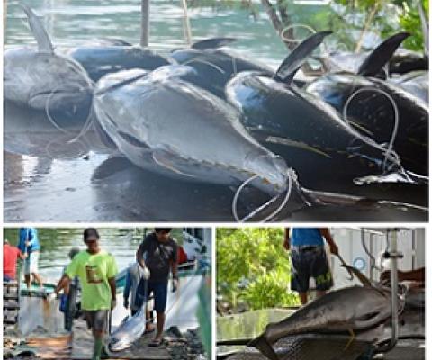 PICRC Partners with BOFI to Study Tuna Spawning in the PNMS. Credit - https://islandtimes.org/
