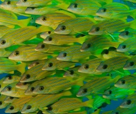  Palau’s marine sanctuary is twice the size of Mexico and aims to protect the country’s coral reefs and reef fish, such as snapper grunt (pictured). Photograph: Carlos Villoch/Alamy Stock Photo