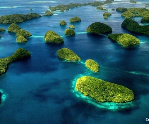 Palau Coral